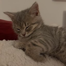stalkr profile picture